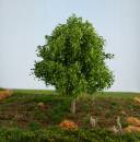 Ahorn Profiline, Frühling H0/TT/N/Z